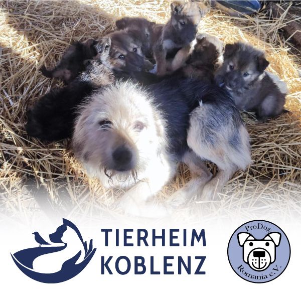 Tierheim Koblenz unterstützt Prodog Romania