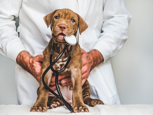 Hund-beim-Arzt